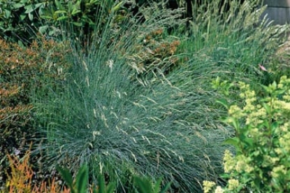 Picture of Grasses - Festuca Glauca